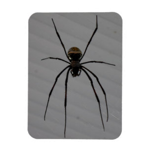 Aranha 3"" ímã x4