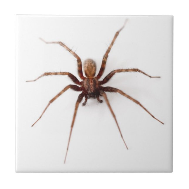 Aranha assustadora (Frente)