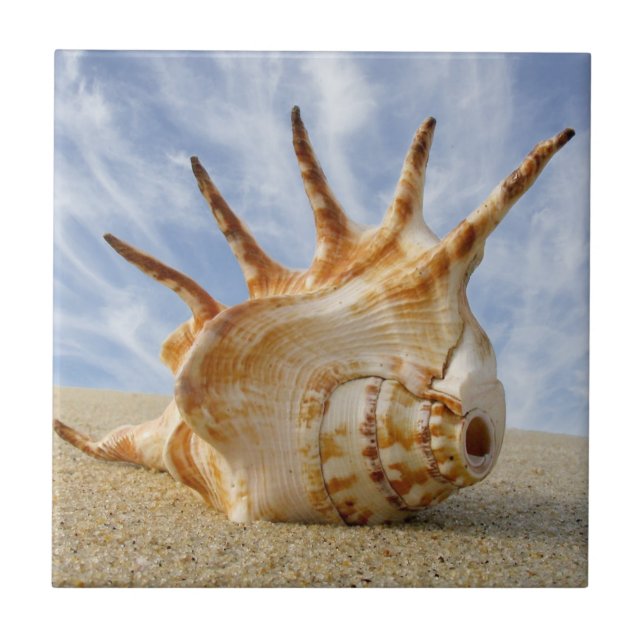 Aranha Conch Seashell em uma praia Sandy (Frente)