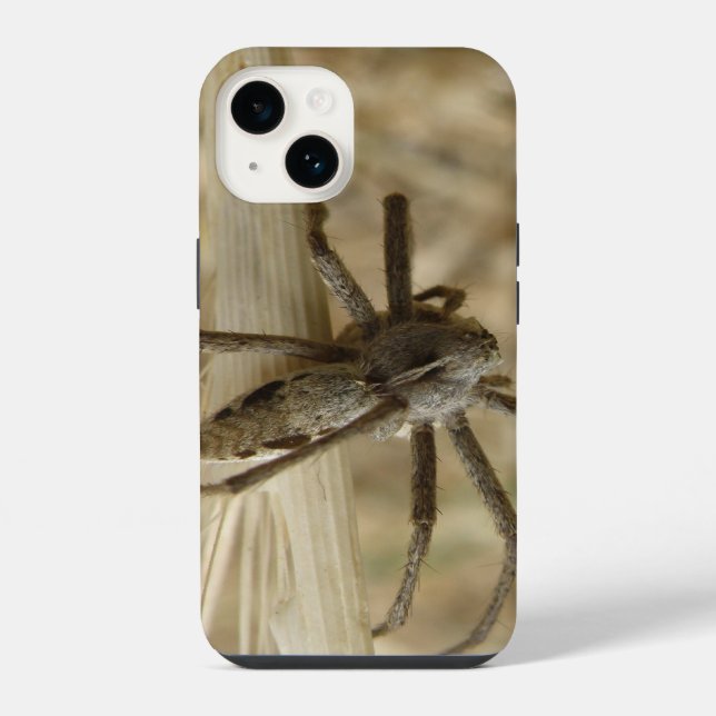 Aranha Crawly (Verso)