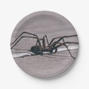 Aranha de Halloween em Prato de Papel