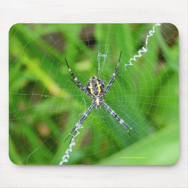 Aranha do bastão - mousepad grande da ilha (Frente)