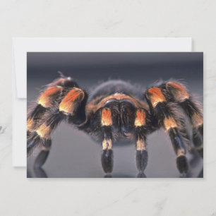 Aranha-do-mato-tarantula