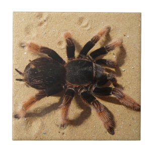 Aranha do tarantula de Brachypelma na areia
