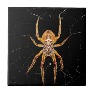 aranha-macro-insetos colomia