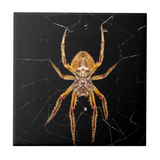 aranha-macro-insetos colomia (Frente)