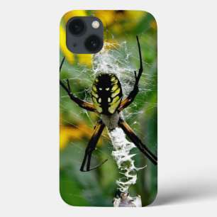 Aranha Orbicular na Teia