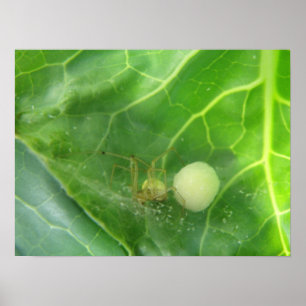 Aranha protegendo o Impressão da próxima geraç
