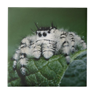 Aranha Saltadora Metaphid