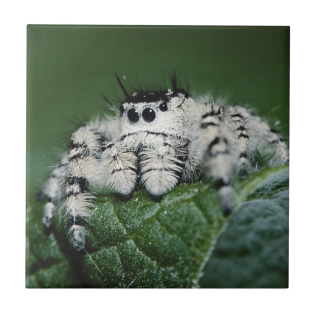 Aranha Saltadora Metaphid (Frente)