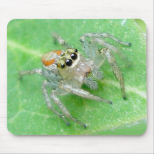 Aranha Salticida Mousepad