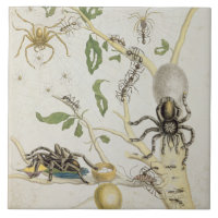 Aranhas: Mygole, chapeia 18 de 'sobre de