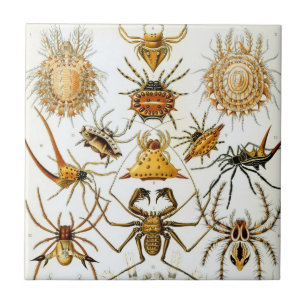 Aranhas Vintage ou Aracnídeos por Ernst Haeckel
