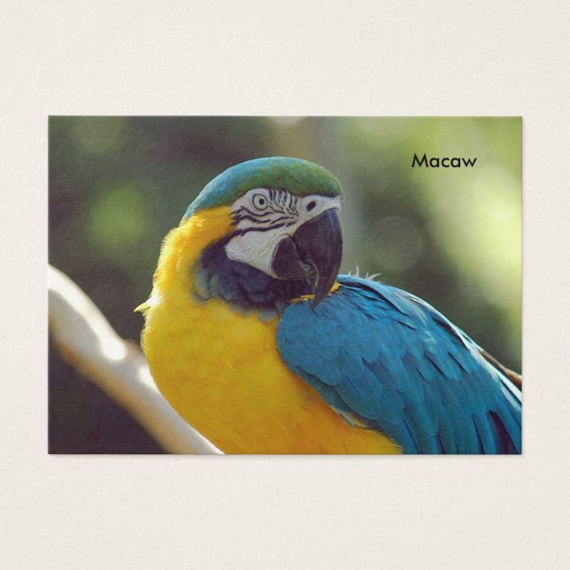 arara (Frente)