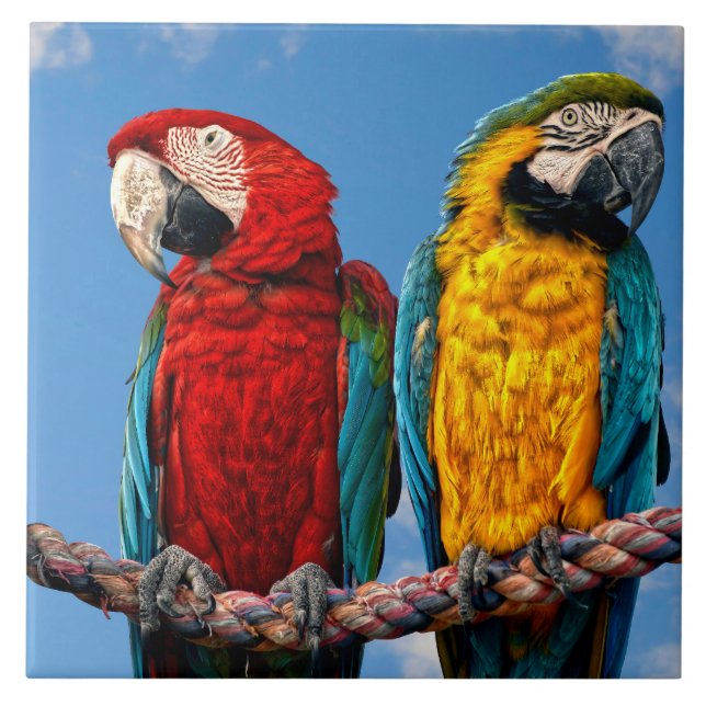 Arara azul e amarela e arara-escarlate (Frente)