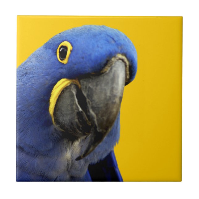 Arara-azul-grande (Frente)