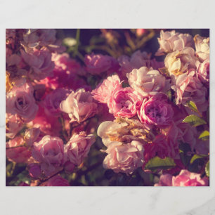 arbusto rosa vermelha