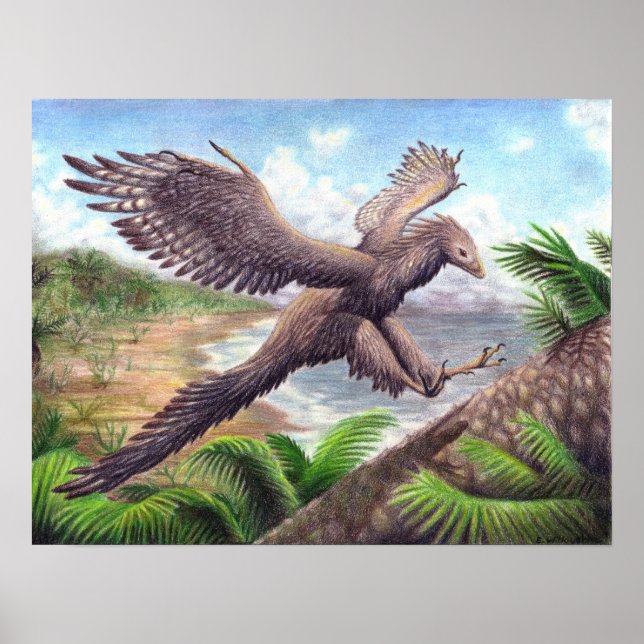 Archaeopteryx Impressão (Frente)