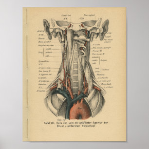 Arco aórtico do impressão da anatomia do alemão