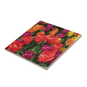 Arco-íris das tulipas