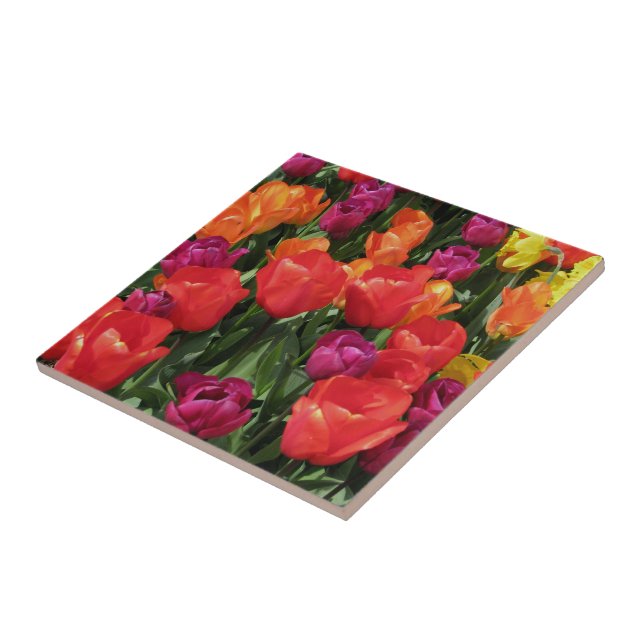 Arco-íris das tulipas (Lateral)