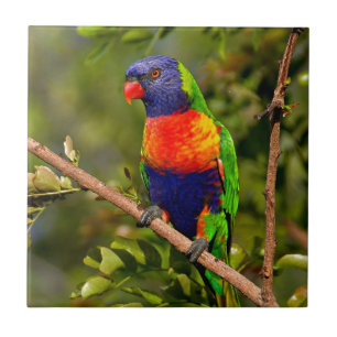 Arco-Íris Lorikeet