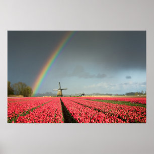 Arco-íris, tulipas e poster do moinho de vento