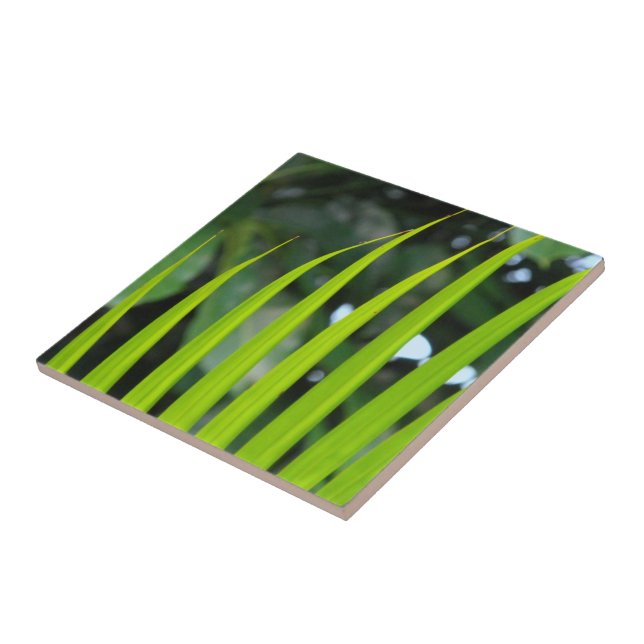 Areca Palm Frond (Lateral)