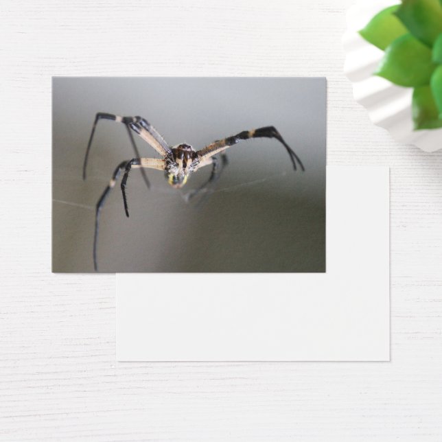 Argiope Spider Lover Gift (Mesa)