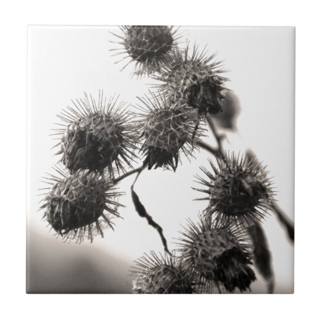 Arinca seca (Frente)