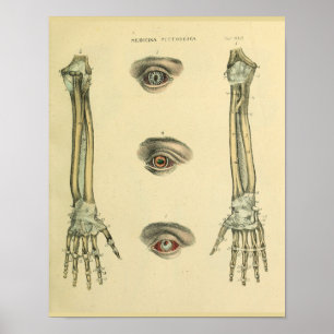 Arm Hand Bones Olhos Anatomia Impressão