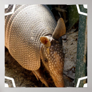 Armadillo Poster Impressão
