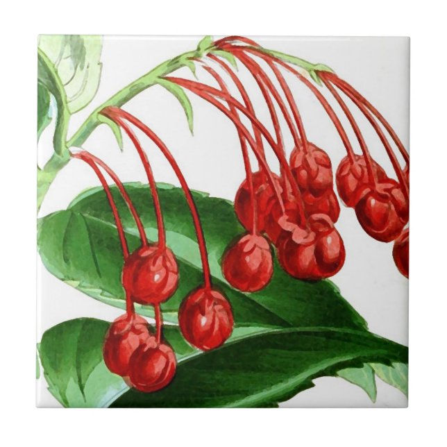Aromas de frutos vermelhos, impressão de colheita (Frente)