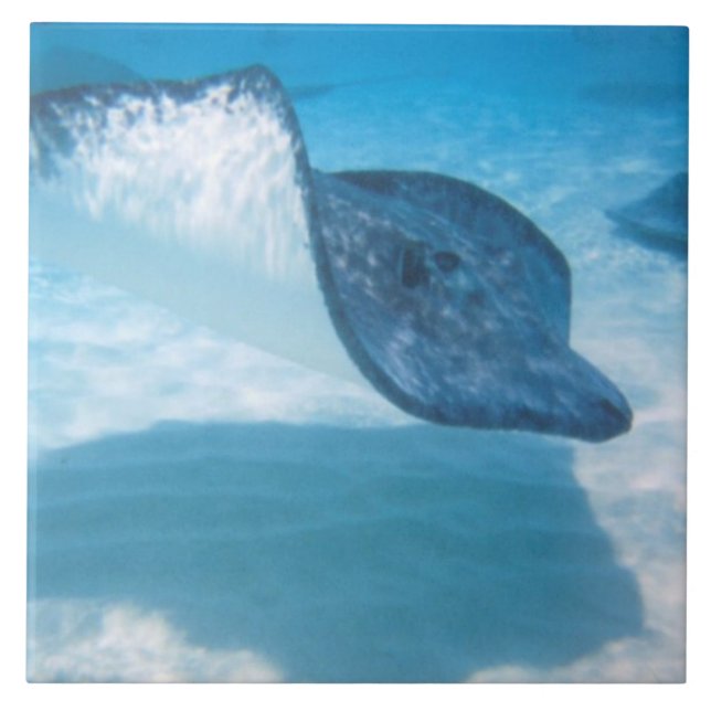 Arraia-lixa no caribe (Frente)