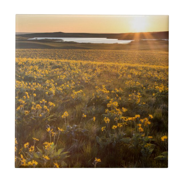 Arranjo de Flores Silvestres de Balsamroot de Folh (Frente)