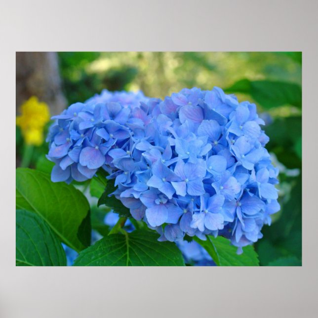 Art Impressão Gifts Blue Hydrangea Floral Garden (Frente)