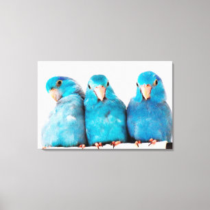 Arte azul pacífica das canvas de Parrotlets de