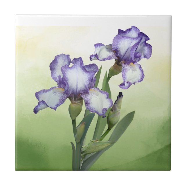 Arte bonito da Flor Branca Iris Garden (Frente)