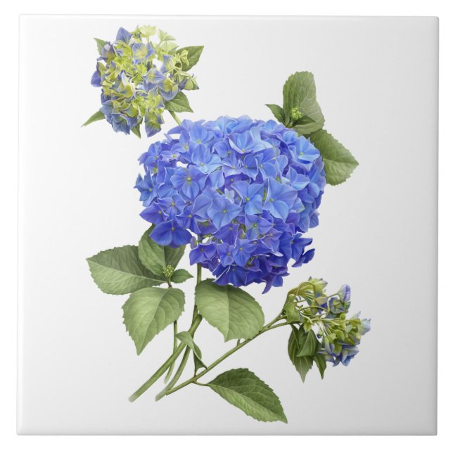 Arte Botânica Azul Hydrangea Flor (Frente)