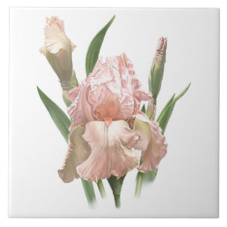 Arte Botânica da Flor de Íris Barbada Rosa Bonito