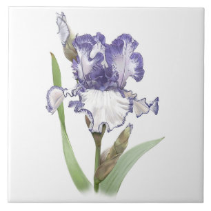 Arte Botânica da Flor Íris Roxa e Branca