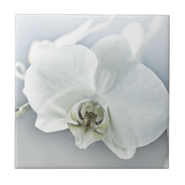 Arte Botânica de Orquídea Branca Elegante
