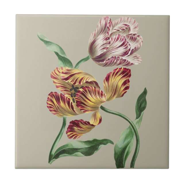 Arte Botânica de Tulipas do Século XVIII com Estil (Frente)