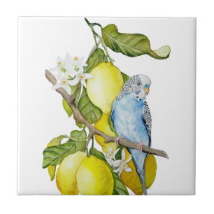 Arte Botânica em Aquarela de Periquito Azul em Lim