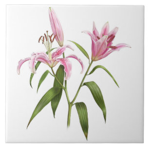 Arte Botânica Lily Asiática, Rosa, Stargazer