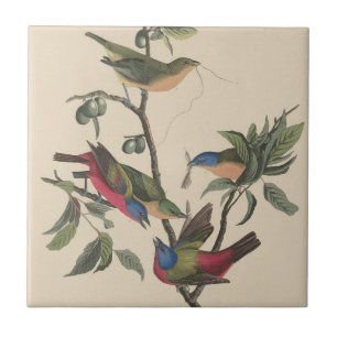 Arte Colorida de Pássaro Pintado Audubon Vintage