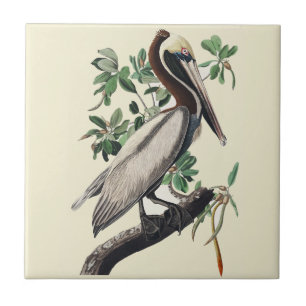 Arte Costeira de Ave Vintage Audubon Pelicano-Marr