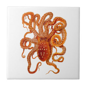Arte da criatura do mar do cefalópode do polvo