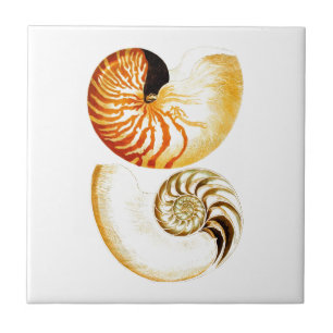 Arte da decoração da praia do Seashell no.8 de
