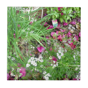 Arte da fotografia do cebolinho da coleção da er